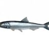 Anchoveta 1 Anchoveta