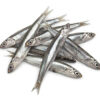Fresh raw European anchovy on white background Anchoveta
