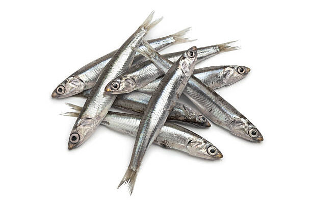 Anchoveta