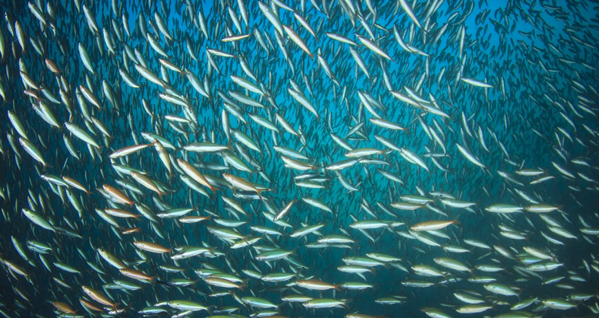 Anchoveta 6 Anchoveta