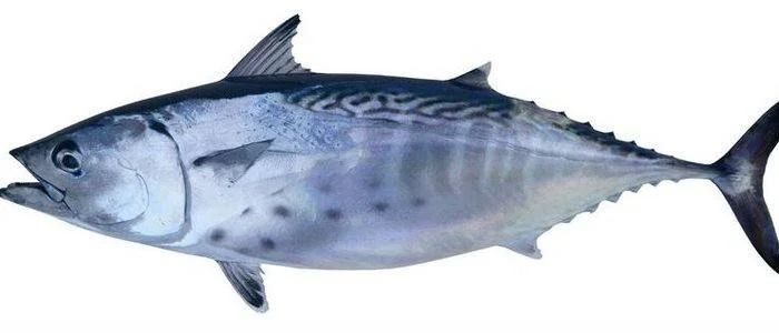 Atun Atún