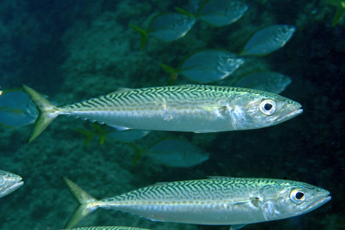 alfredo_ubierna@hotmail.com Caballa