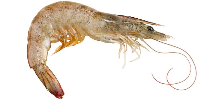 Langostino