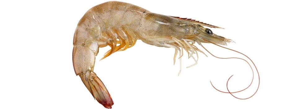 Langostino 4 Langostino
