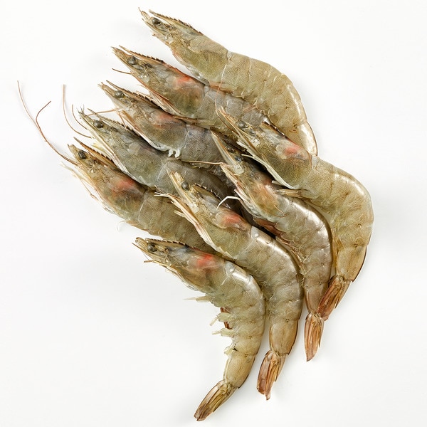 Langostinos 3 Langostino