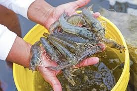 Langostinos 4 Langostino