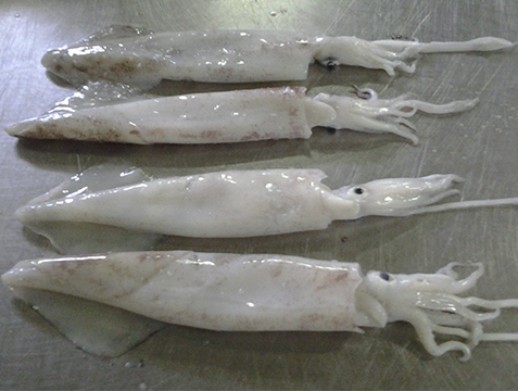 Loligo 1 Calamar Loligo