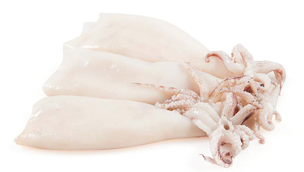 Loligo 2 Calamar Loligo