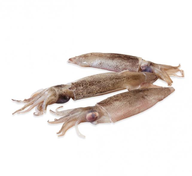 Loligo Calamar Loligo