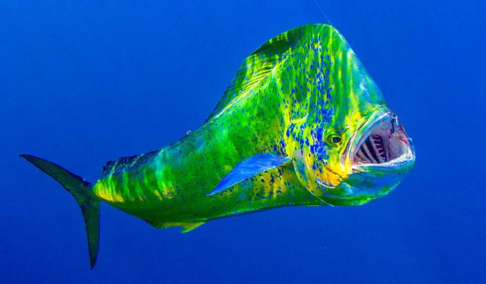 Mahi_Mahi Mahi Mahi - Dorado