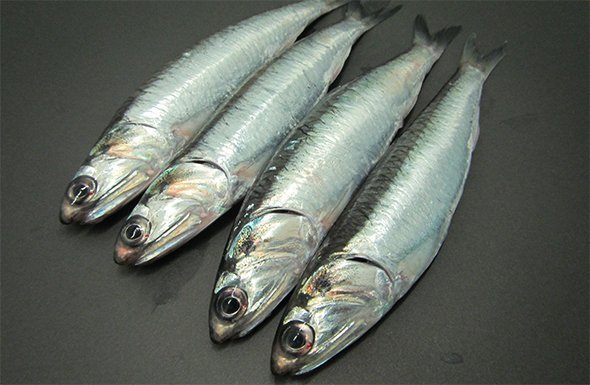 anchoveta Anchoveta