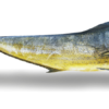 mahi Mahi Mahi - Dorado