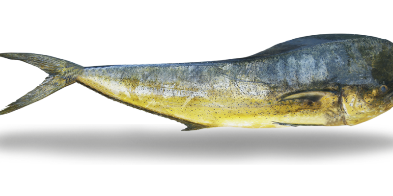 Mahi Mahi - Dorado