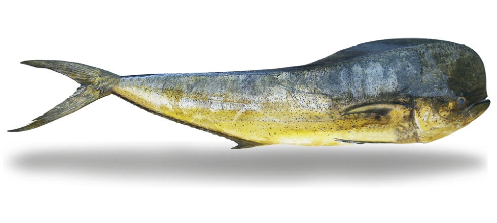mahi Mahi Mahi - Dorado